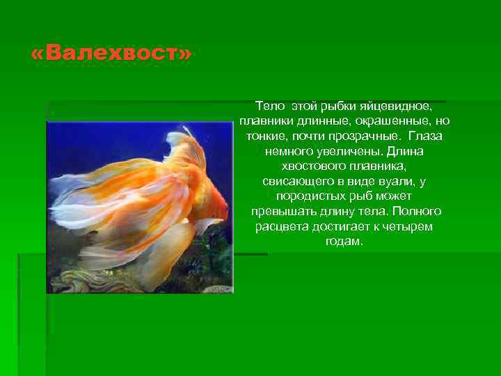  «Валехвост» Тело этой рыбки яйцевидное, плавники длинные, окрашенные, но тонкие, почти прозрачные. Глаза