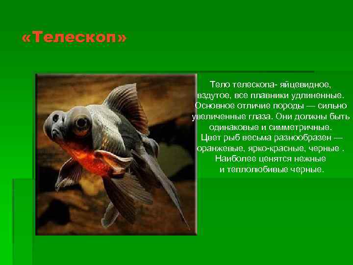  «Телескоп» Тело телескопа- яйцевидное, вздутое, все плавники удлиненные. Основное отличие породы — сильно