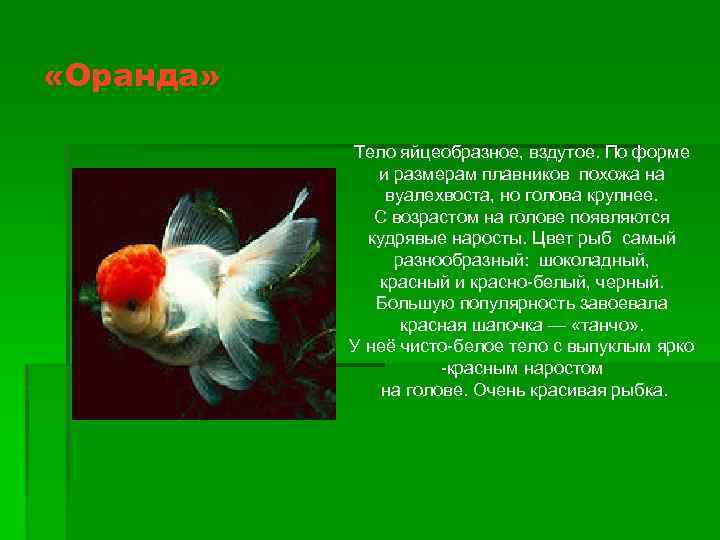  «Оранда» Тело яйцеобразное, вздутое. По форме и размерам плавников похожа на вуалехвоста, но