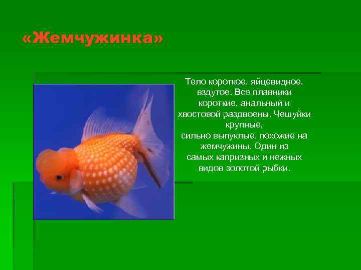  «Жемчужинка» Тело короткое, яйцевидное, вздутое. Все плавники короткие, анальный и хвостовой раздвоены. Чешуйки