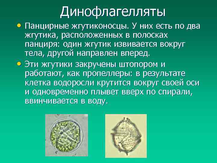 Динофлагелляты • Панцирные жгутиконосцы. У них есть по два • жгутика, расположенных в полосках