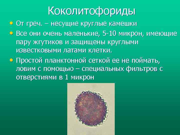 Коколитофориды • От греч. – несущие круглые камешки • Все они очень маленькие, 5