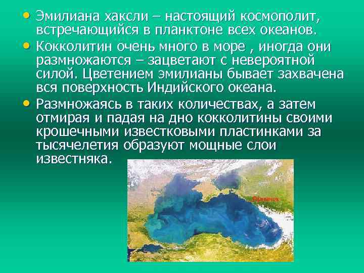  • Эмилиана хаксли – настоящий космополит, • • встречающийся в планктоне всех океанов.