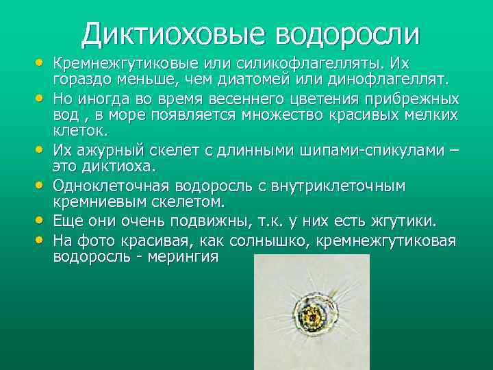 Диктиоховые водоросли • Кремнежгутиковые или силикофлагелляты. Их • • • гораздо меньше, чем диатомей