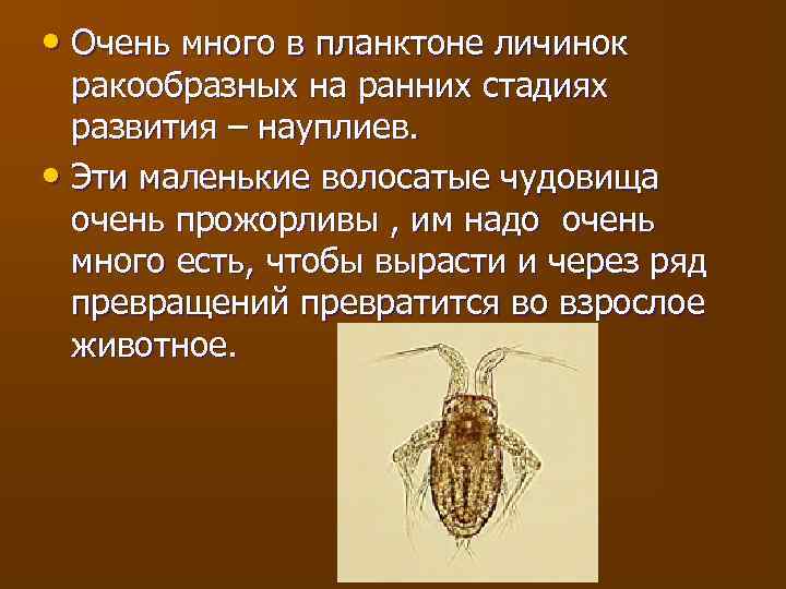  • Очень много в планктоне личинок ракообразных на ранних стадиях развития – науплиев.