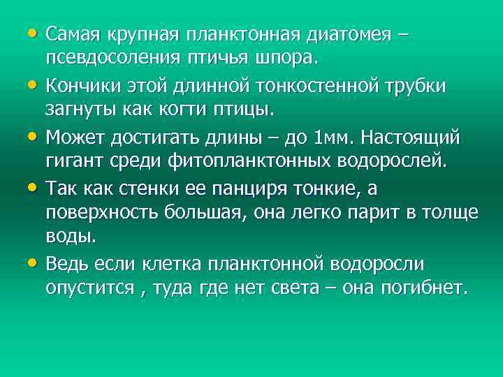  • Самая крупная планктонная диатомея – • • псевдосоления птичья шпора. Кончики этой