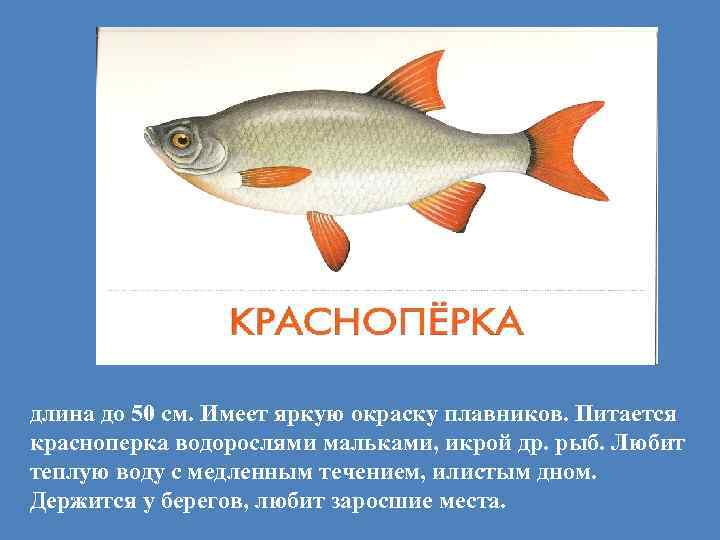 длина до 50 см. Имеет яркую окраску плавников. Питается красноперка водорослями мальками, икрой др.