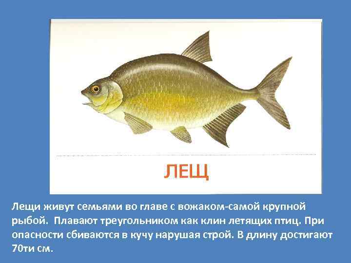 Лещи живут семьями во главе с вожаком-самой крупной рыбой. Плавают треугольником как клин летящих