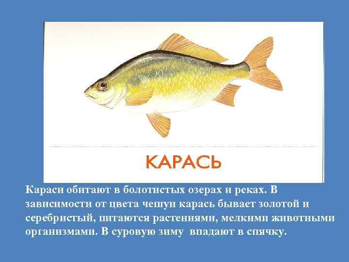 Караси обитают в болотистых озерах и реках. В зависимости от цвета чешуи карась бывает