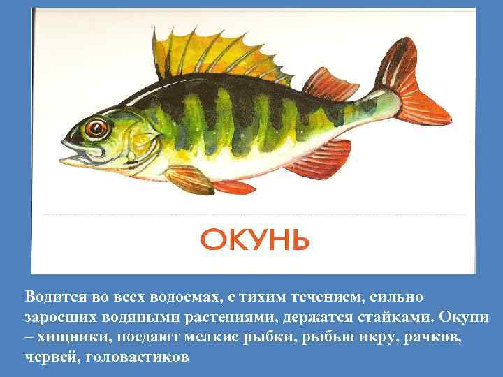 Водится во всех водоемах, с тихим течением, сильно заросших водяными растениями, держатся стайками. Окуни