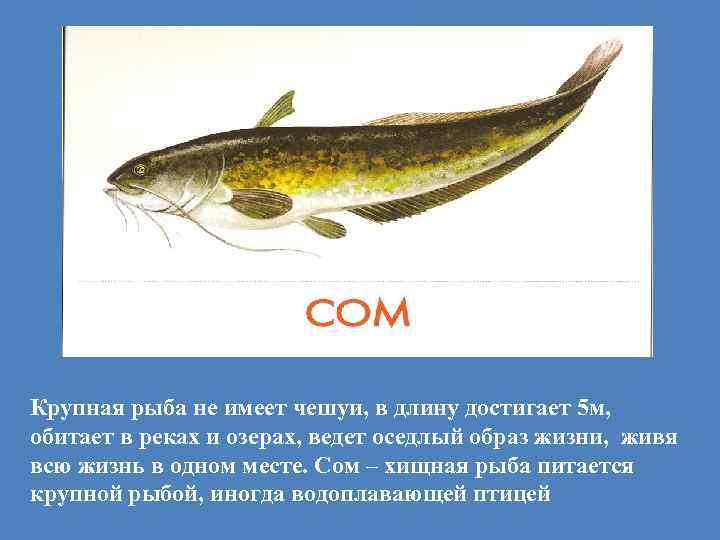 Крупная рыба не имеет чешуи, в длину достигает 5 м, обитает в реках и