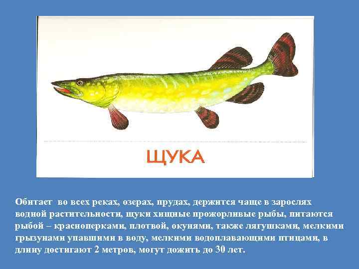 Обитает во всех реках, озерах, прудах, держится чаще в зарослях водной растительности, щуки хищные
