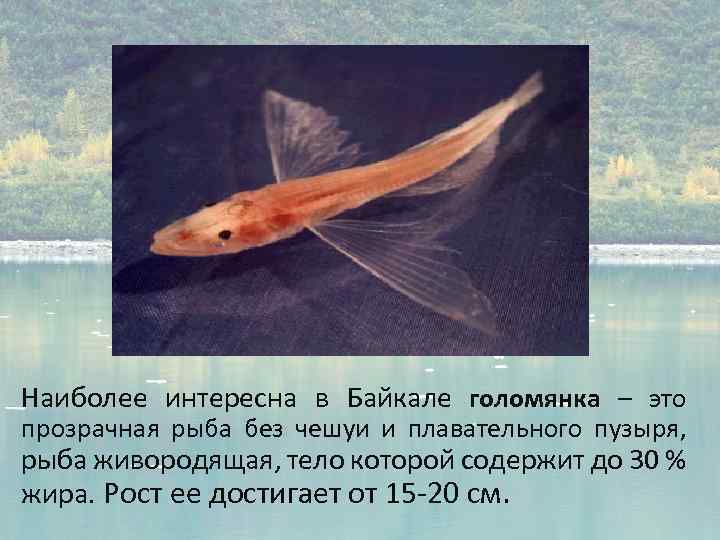 Наиболее интересна в Байкале голомянка – это прозрачная рыба без чешуи и плавательного пузыря,