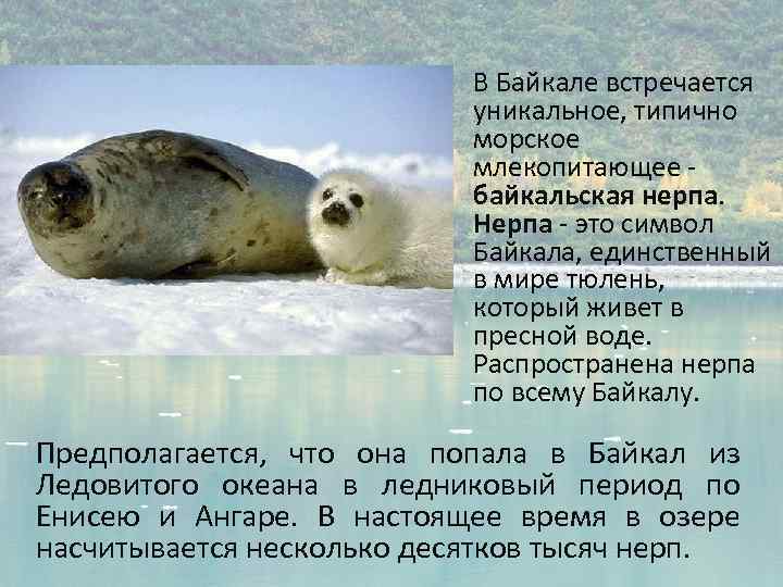 В Байкале встречается уникальное, типично морское млекопитающее - байкальская нерпа. Нерпа - это символ