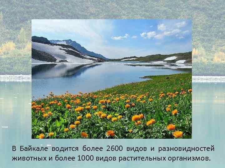 В Байкале водится более 2600 видов и разновидностей животных и более 1000 видов растительных
