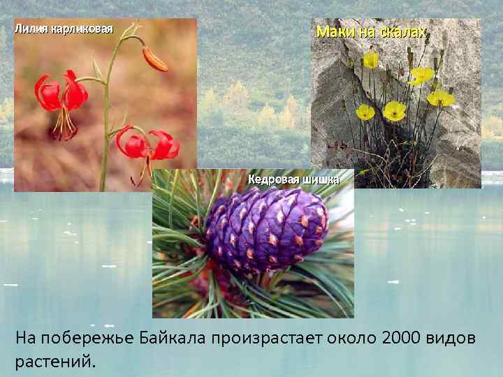 Лилия карликовая Маки на скалах Кедровая шишка На побережье Байкала произрастает около 2000 видов