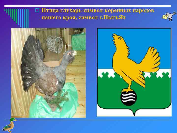 o Птица глухарь-символ коренных народов нашего края, символ г. Пыть. Ях 