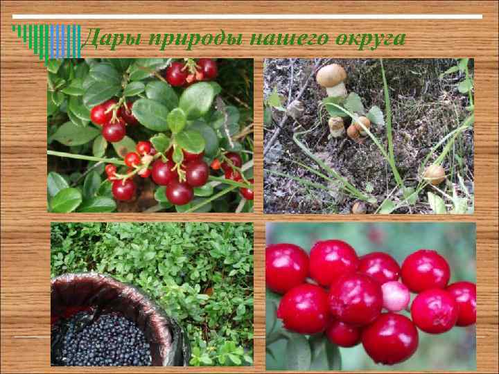 Дары природы нашего округа 