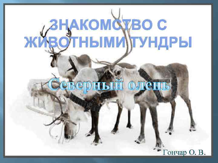 ЗНАКОМСТВО С ЖИВОТНЫМИ ТУНДРЫ Северный олень Гончар О. В. 