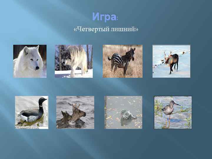 Игра: «Четвертый лишний» 