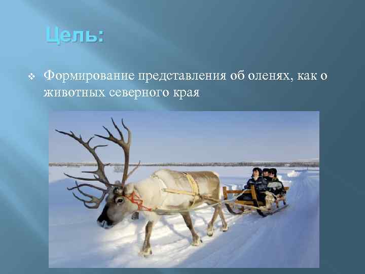 Цель: v Формирование представления об оленях, как о животных северного края 