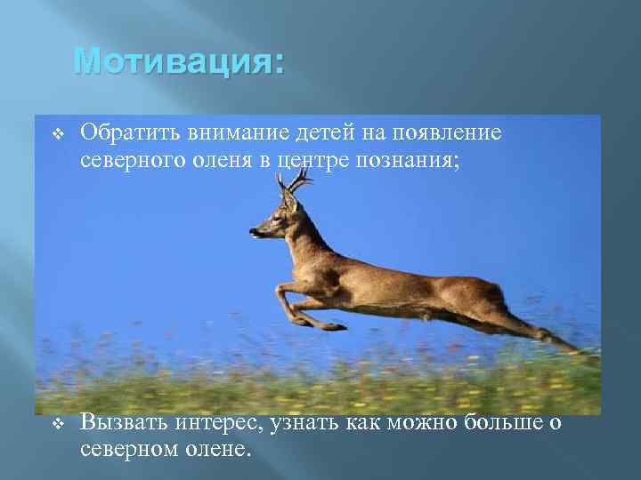Мотивация: v Обратить внимание детей на появление северного оленя в центре познания; v Вызвать
