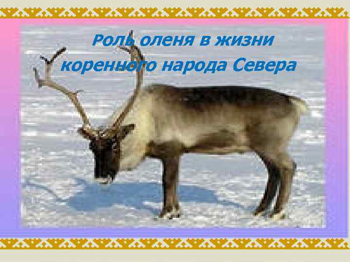 Роль оленя в жизни коренного народа Севера 
