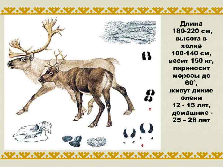 Длина 180 -220 см, высота в холке 100 -140 см, весит 150 кг, переносит