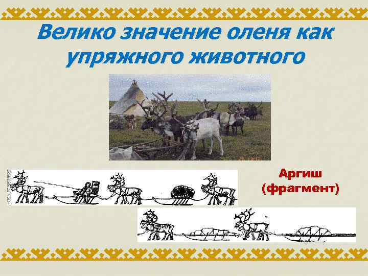 Велико значение оленя как упряжного животного Аргиш (фрагмент) 
