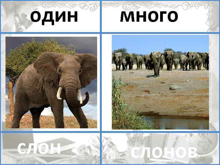 один много помидоров слонов 