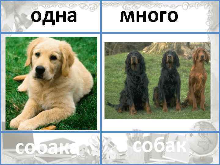 один одна много собак помидоров собака 