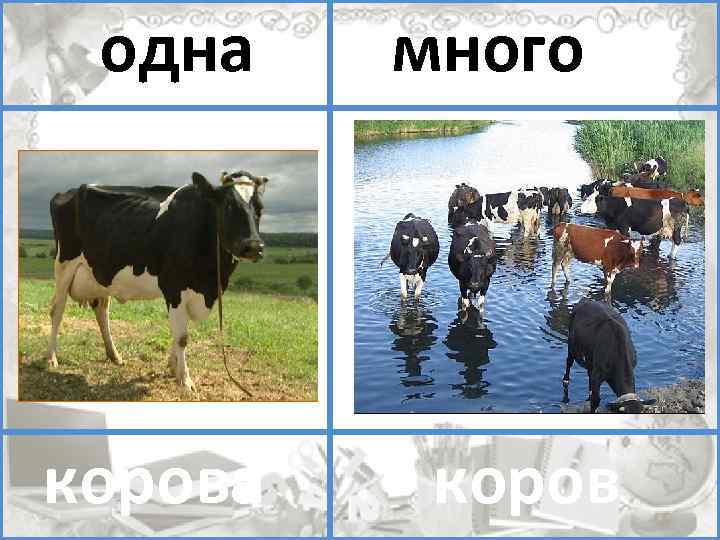 один одна много помидоров корова коров 