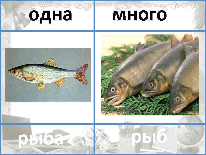 один одна много рыб помидоров рыба 