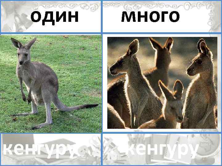 один много помидоров кенгуру 