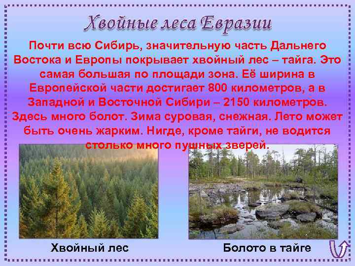 Почти всю Сибирь, значительную часть Дальнего Востока и Европы покрывает хвойный лес – тайга.