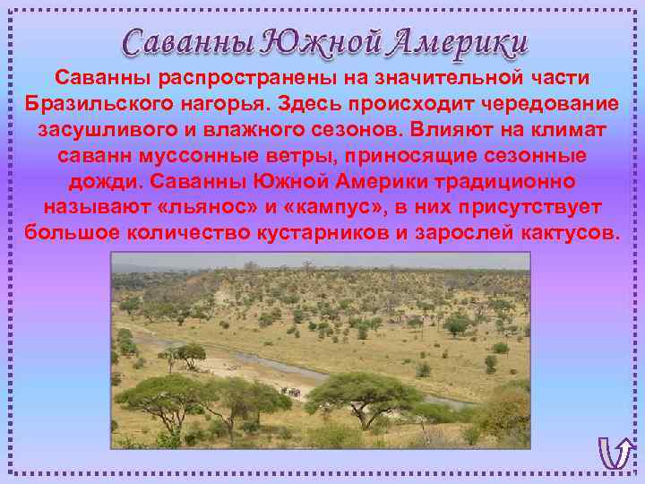 Саванны распространены на значительной части Бразильского нагорья. Здесь происходит чередование засушливого и влажного сезонов.