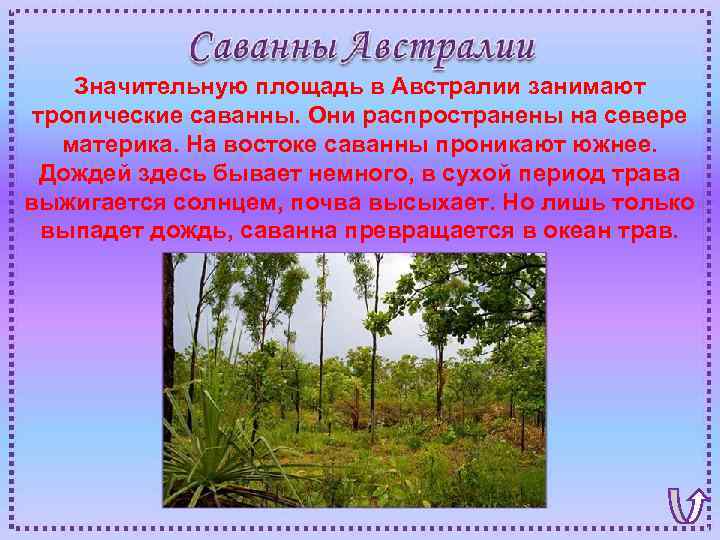 Значительную площадь в Австралии занимают тропические саванны. Они распространены на севере материка. На востоке