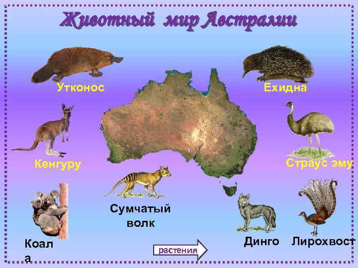 Животный мир Австралии Утконос Ехидна Страус эму Кенгуру Сумчатый волк Коал а растения Динго