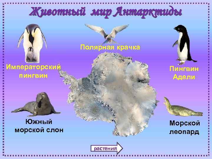 Животный мир Антарктиды Полярная крачка Императорский пингвин Пингвин Адели Южный морской слон Морской леопард