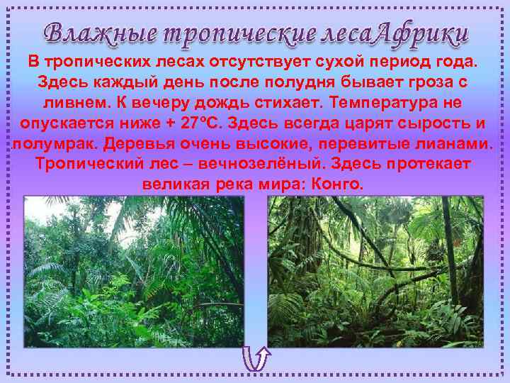 В тропических лесах отсутствует сухой период года. Здесь каждый день после полудня бывает гроза