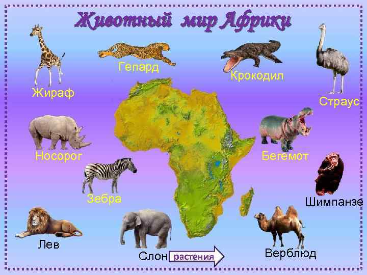 Животный мир Африки Гепард Крокодил Жираф Страус Носорог Бегемот Зебра Лев Шимпанзе Слон растения