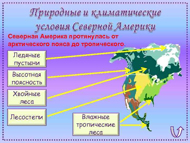 Северная Америка протянулась от арктического пояса до тропического. Ледяные пустыни Высотная поясность Хвойные леса