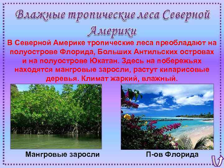 В Северной Америке тропические леса преобладают на полуострове Флорида, Больших Антильских островах и на