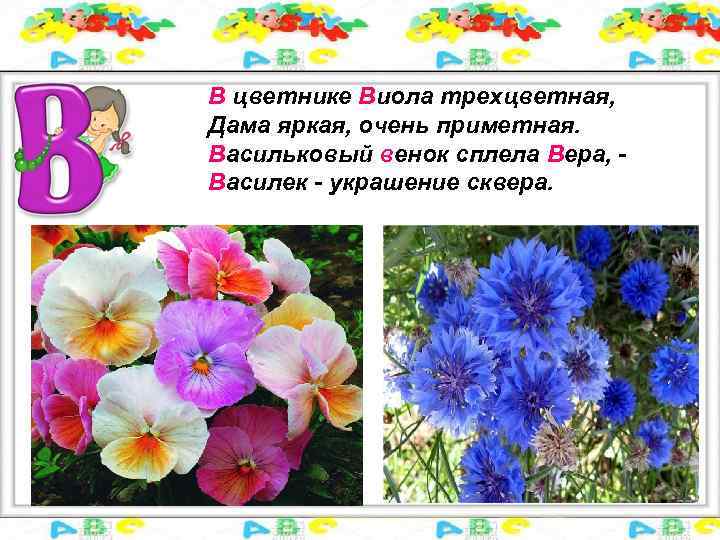 В цветнике Виола трехцветная, Дама яркая, очень приметная. Васильковый венок сплела Вера, - Василек