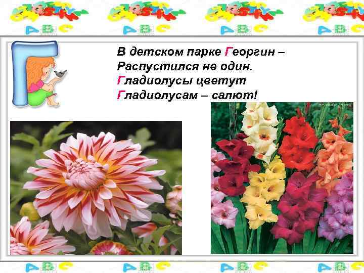В детском парке Георгин – Распустился не один. Гладиолусы цветут Гладиолусам – салют! 