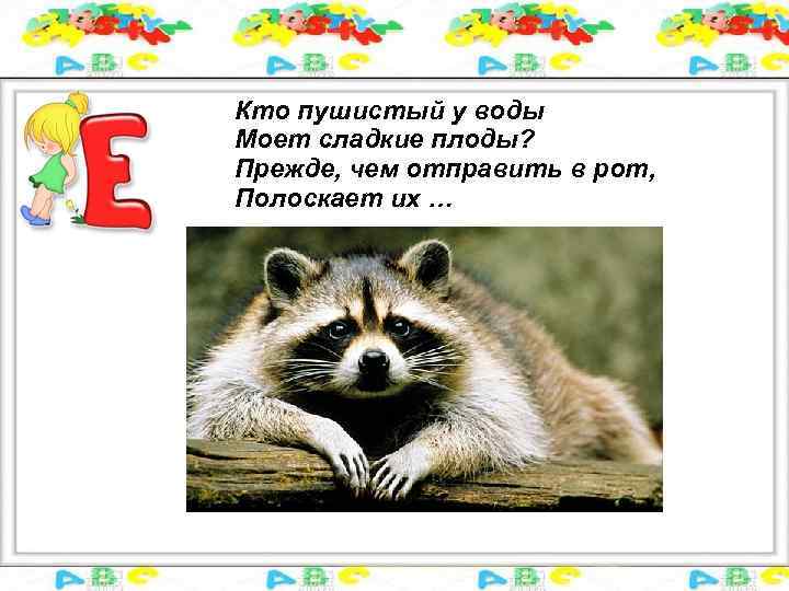 Кто пушистый у воды Моет сладкие плоды? Прежде, чем отправить в рот, Полоскает их
