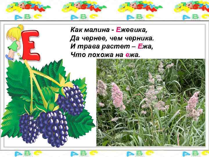 Как малина - Ежевика, Да чернее, чем черника. И трава растет – Ежа, Что