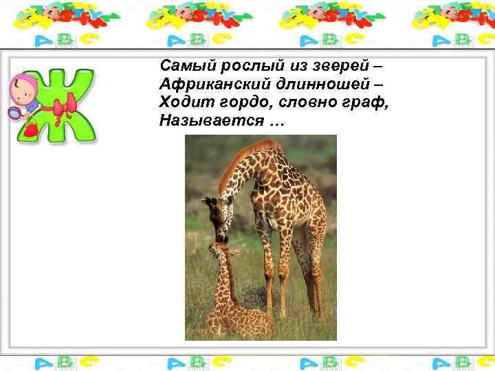 Самый рослый из зверей – Африканский длинношей – Ходит гордо, словно граф, Называется …