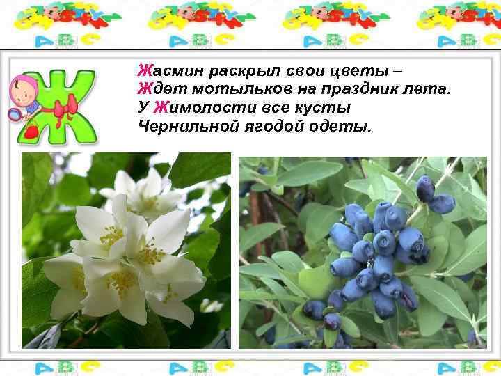 Жасмин раскрыл свои цветы – Ждет мотыльков на праздник лета. У Жимолости все кусты
