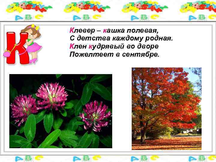 Клевер – кашка полевая, С детства каждому родная. Клен кудрявый во дворе Пожелтеет в